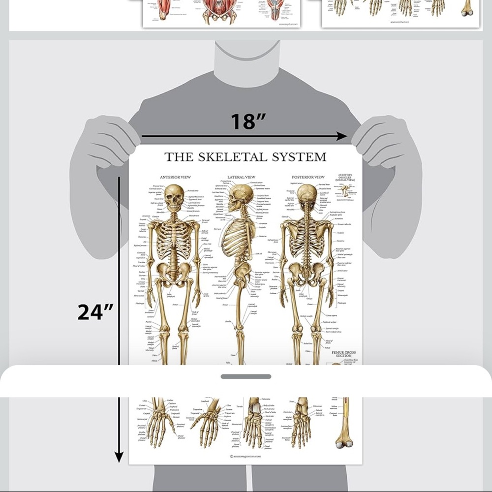 18 double sided laminated anatomy posters.